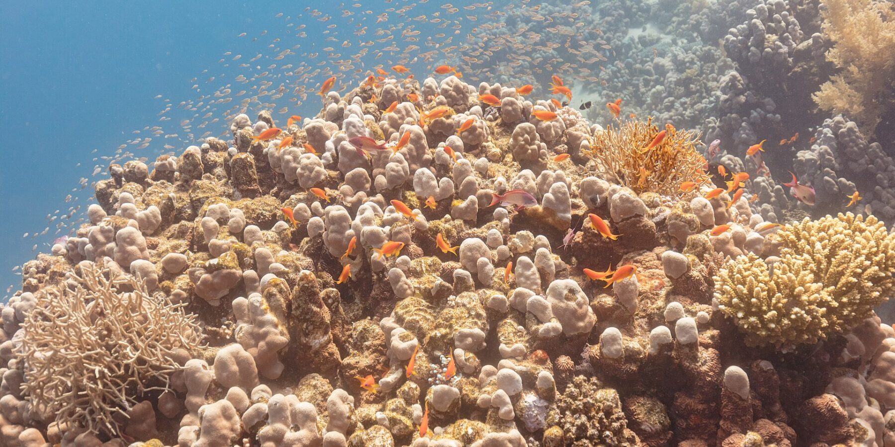 Des dizaines d'anthias orange et quelques mâles violacés tournent au-dessus d'un massif de corail, un nuage de petits poissons dans le bleu derrière eux