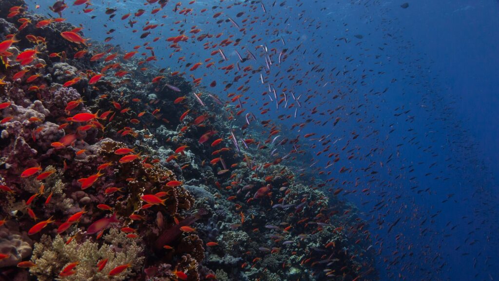 Un tombant couvert de corail de feu et d'anthias rouges par centaines, qui s'enfonce dans le bleu sombre