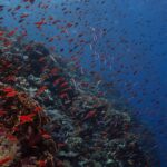 Un tombant couvert de corail de feu et d'anthias rouges par centaines, qui s'enfonce dans le bleu sombre
