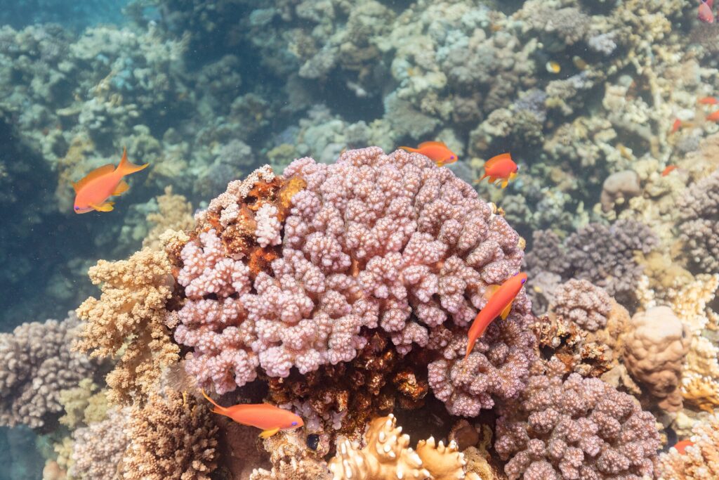 Des anthias femelles orange aux nageoires jaunes, une marque violette sous l'œil, nagent autour d'un massif de corail rose