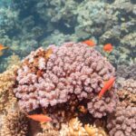 Des anthias femelles orange aux nageoires jaunes, une marque violette sous l'œil, nagent autour d'un massif de corail rose
