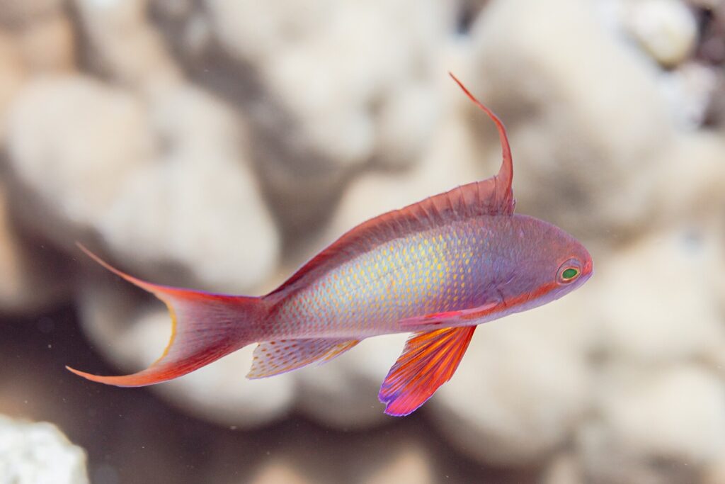 Un anthias mâle de profil, le corps lilas piqueté de jaune, un long filament dressé sur le dos, la nageoire pectorale rouge et la queue aux pointes étirées