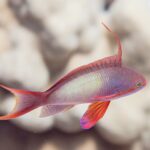 Un anthias mâle de profil, le corps lilas piqueté de jaune, un long filament dressé sur le dos, la nageoire pectorale rouge et la queue aux pointes étirées