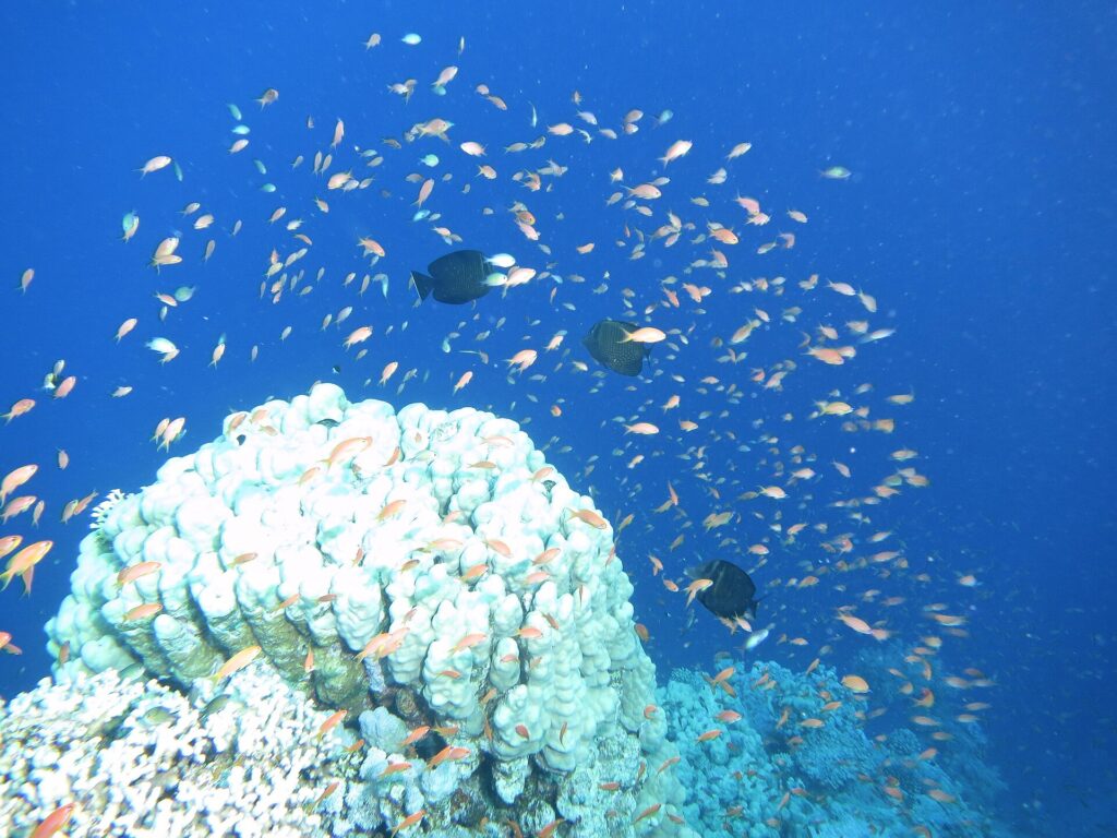 Un nuage de centaines d'anthias orangés dans le bleu, au-dessus d'un massif de corail blanc, avec trois poissons sombres au milieu du banc