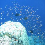 Un nuage de centaines d'anthias orangés dans le bleu, au-dessus d'un massif de corail blanc, avec trois poissons sombres au milieu du banc