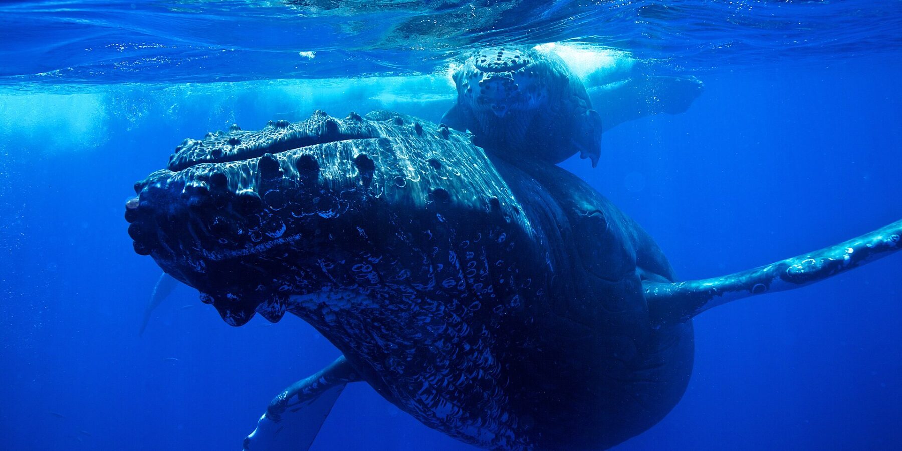 Une baleine à bosse vue de face sous la surface, la tête couverte de tubercules et les longues nageoires pectorales écartées, son baleineau juste au-dessus d'elle