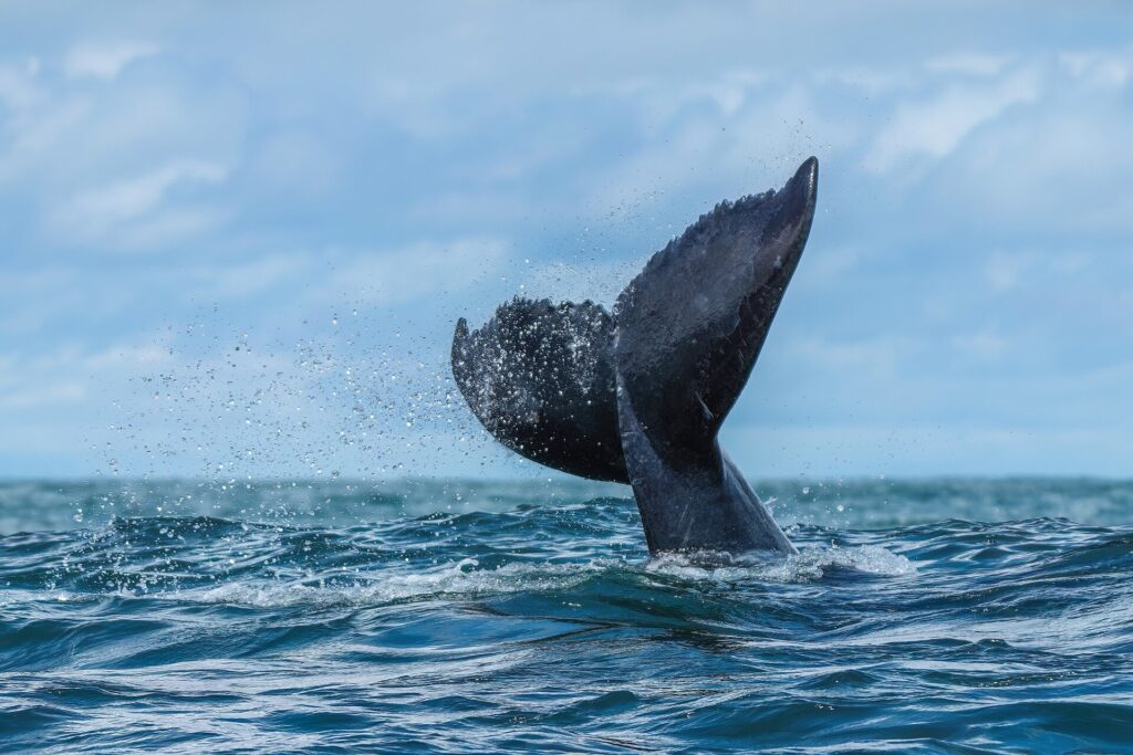 La nageoire caudale d'une baleine à bosse sort de l'eau de trois quarts, son bord arrière dentelé bien visible, dans une gerbe de gouttelettes au-dessus d'une mer agitée