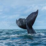 La nageoire caudale d'une baleine à bosse sort de l'eau de trois quarts, son bord arrière dentelé bien visible, dans une gerbe de gouttelettes au-dessus d'une mer agitée