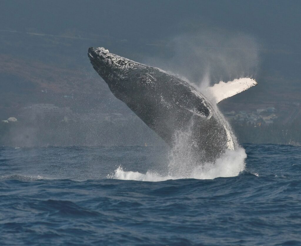 Une baleine à bosse jaillit à moitié hors de l'eau, la tête couverte de tubercules et sa longue nageoire pectorale blanche dressée, devant une côte habitée