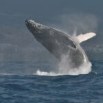 Une baleine à bosse jaillit à moitié hors de l'eau, la tête couverte de tubercules et sa longue nageoire pectorale blanche dressée, devant une côte habitée