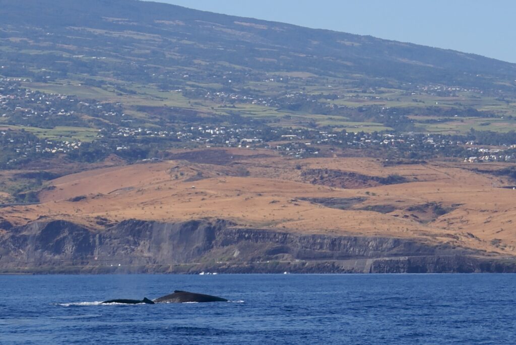 Le dos de deux baleines à bosse affleure sur une mer bleu foncé, devant des falaises de basalte et des pentes de savane sèche parsemées de villages