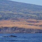 Le dos de deux baleines à bosse affleure sur une mer bleu foncé, devant des falaises de basalte et des pentes de savane sèche parsemées de villages