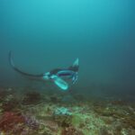Une raie manta vire au-dessus d'un récif, une aile levée et la bouche ouverte, dans une eau vert-bleu, à Manta Bay, Nusa Penida