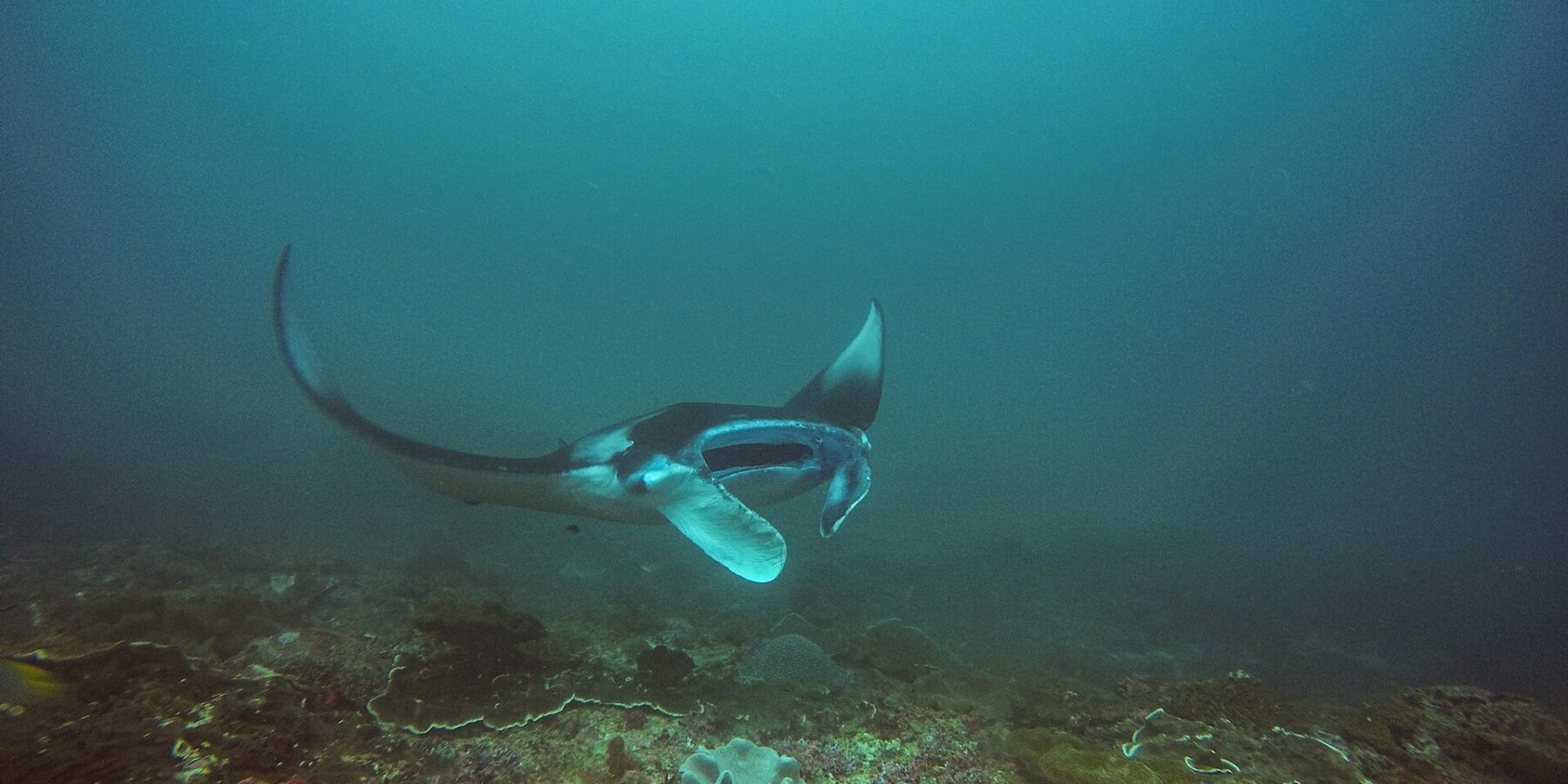 Une raie manta vire au-dessus d'un récif, une aile levée et la bouche ouverte, dans une eau vert-bleu, à Manta Bay, Nusa Penida