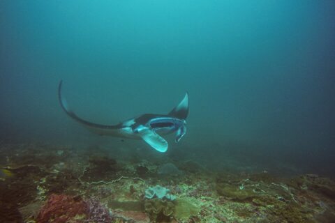 Une raie manta vire au-dessus d'un récif, une aile levée et la bouche ouverte, dans une eau vert-bleu, à Manta Bay, Nusa Penida