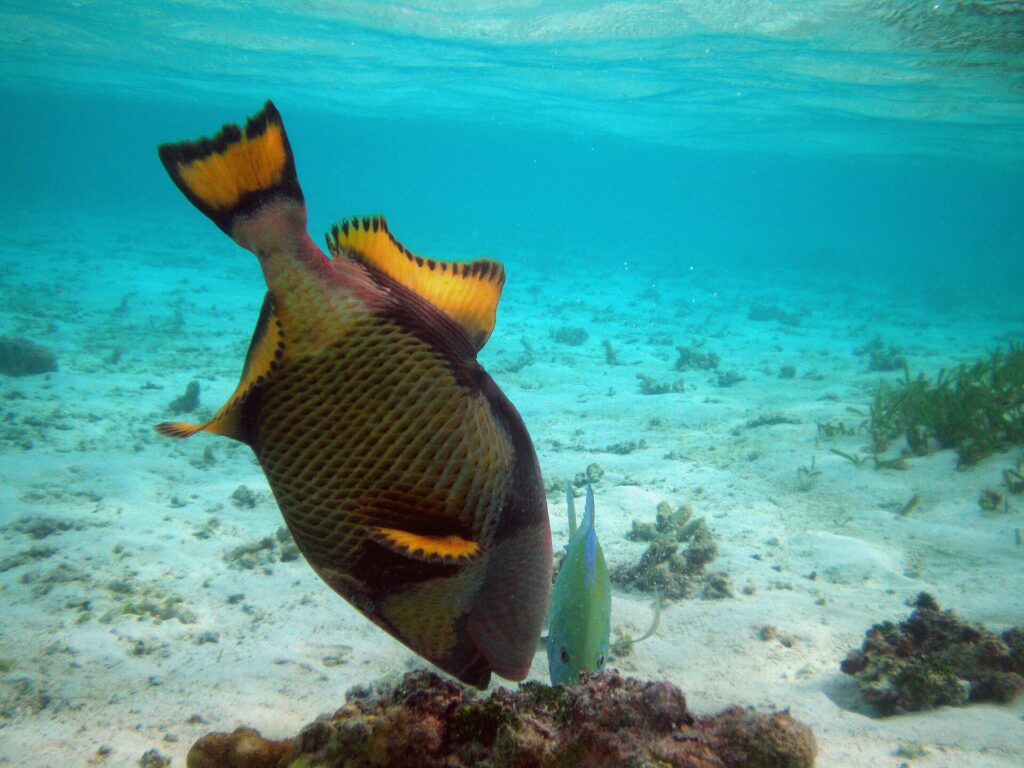 Un baliste titan tête en bas fouille un bloc de corail sur un fond de sable clair, ses nageoires jaunes bordées de noir dressées, une petite carangue verte à côté de lui