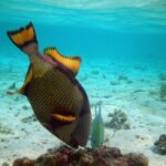 Un baliste titan tête en bas fouille un bloc de corail sur un fond de sable clair, ses nageoires jaunes bordées de noir dressées, une petite carangue verte à côté de lui