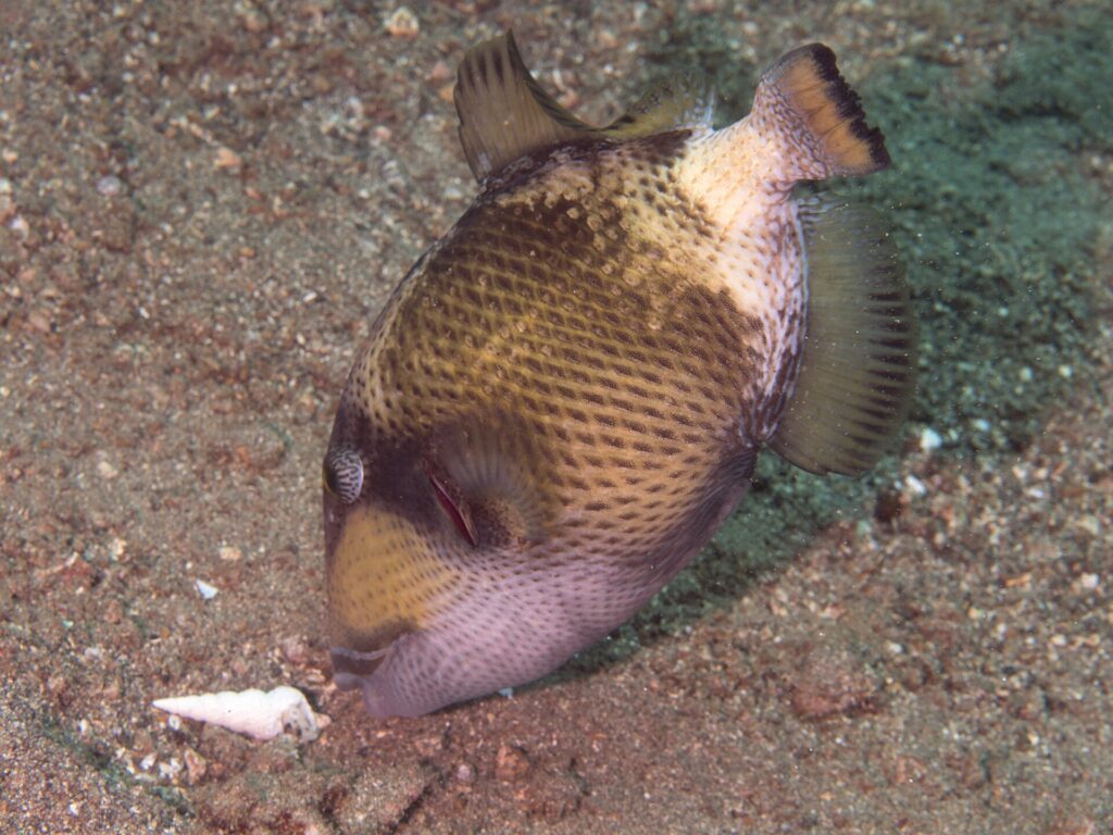 Un jeune baliste titan, le nez contre le sable près d'un coquillage, le corps beige ponctué de taches sombres en filet, un masque brun sur l'œil et la joue rose pâle