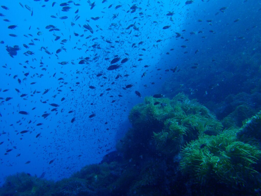 Un nuage de petits poissons sombres tourbillonne dans le bleu au-dessus d'un pinacle rocheux tapissé d'anémones vertes, qui occupe la moitié droite du cadre