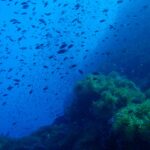 Un nuage de petits poissons sombres tourbillonne dans le bleu au-dessus d'un pinacle rocheux tapissé d'anémones vertes, qui occupe la moitié droite du cadre