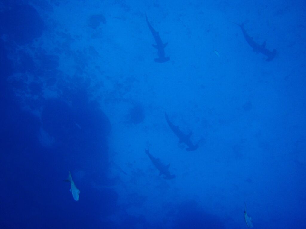 Cinq requins-marteaux halicornes vus d'au-dessus descendent en file lâche le long d'un tombant rocheux sombre, en silhouette dans une eau d'un bleu uniforme, deux autres poissons en bas de l'image.