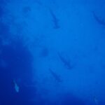 Cinq requins-marteaux halicornes vus d'au-dessus descendent en file lâche le long d'un tombant rocheux sombre, en silhouette dans une eau d'un bleu uniforme, deux autres poissons en bas de l'image.