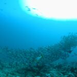 Un banc dense de poissons gris argentés défile au-dessus du récif, un gaterin oriental rayé de jaune au premier plan, le soleil en contre-jour