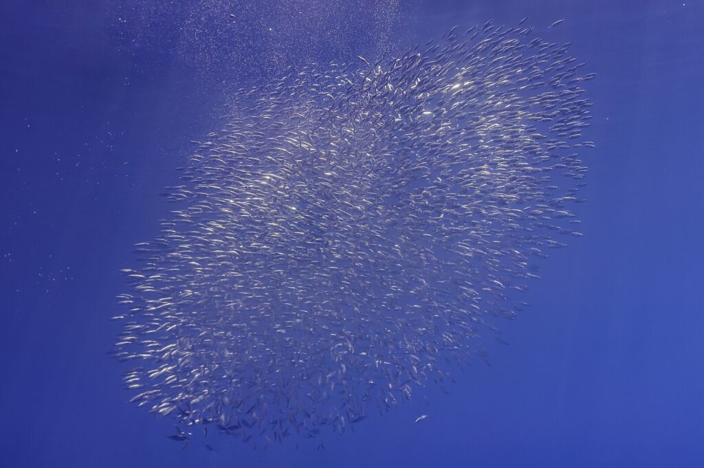 Un nuage ovale de bécasses de mer argentées s'étire en diagonale dans le bleu profond, des bulles d'air remontant en haut à gauche