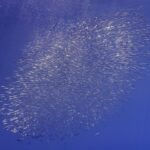 Un nuage ovale de bécasses de mer argentées s'étire en diagonale dans le bleu profond, des bulles d'air remontant en haut à gauche