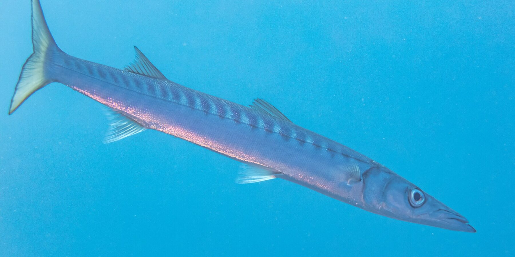 Un barracuda à bouche jaune nage en pleine eau bleue, en diagonale, la tête en bas à droite : corps long et fuselé, museau conique et pointu à la mâchoire inférieure saillante, deux nageoires dorsales bien séparées, nombreuses barres sombres sur le haut des flancs et queue fourchue jaunâtre.