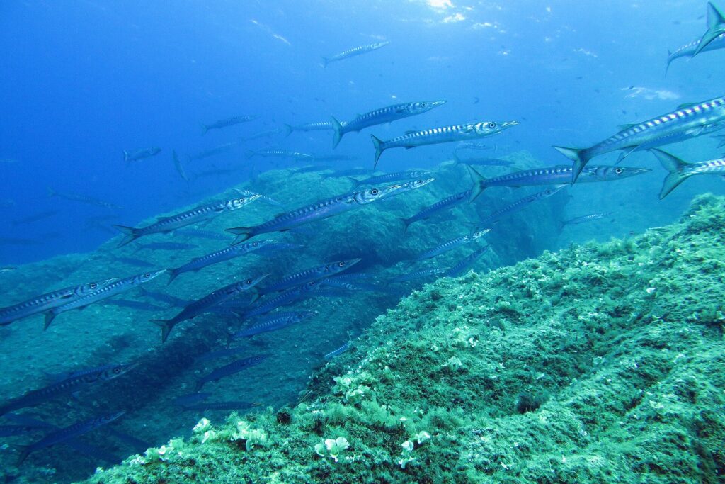 Un grand banc de barracudas à bouche jaune nage vers la droite au-dessus de roches couvertes d'algues : corps argentés, longs et fins, museaux pointus et nombreuses barres sombres sur les flancs.