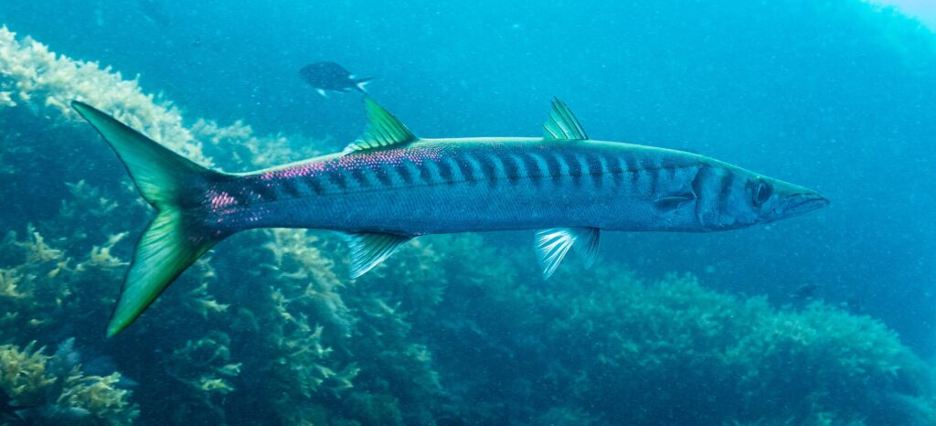 Un barracuda à bouche jaune vu de profil, la tête à droite, devant des algues : corps long et fin, deux nageoires dorsales bien séparées, queue et nageoires teintées de jaune-vert, et une rangée serrée de barres sombres qui descendent du dos jusqu'au milieu des flancs.