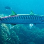 Un barracuda à bouche jaune vu de profil, la tête à droite, devant des algues : corps long et fin, deux nageoires dorsales bien séparées, queue et nageoires teintées de jaune-vert, et une rangée serrée de barres sombres qui descendent du dos jusqu'au milieu des flancs.