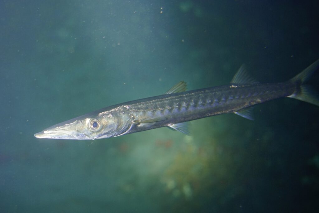 Un barracuda à bouche jaune vu de près, la tête vers la gauche, dans une eau verte : museau long et pointu, mâchoire inférieure en avant, grand œil, corps argenté marqué de barres sombres en travers des flancs.