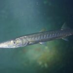 Un barracuda à bouche jaune vu de près, la tête vers la gauche, dans une eau verte : museau long et pointu, mâchoire inférieure en avant, grand œil, corps argenté marqué de barres sombres en travers des flancs.