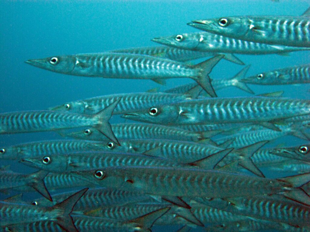 Un banc serré de barracudas argentés aux flancs barrés de chevrons sombres, qui nagent vers la gauche et remplissent le cadre sur fond d'eau bleue.