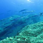 Un banc serré de barracudas argentés rayés de bandes sombres nage de gauche à droite au-dessus d'une pente rocheuse couverte d'algues vertes, dans une eau bleue éclairée par la surface.