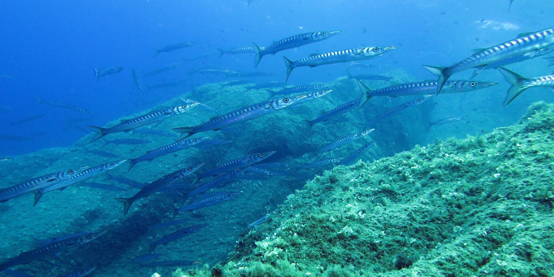 Un banc serré de barracudas argentés rayés de bandes sombres nage de gauche à droite au-dessus d'une pente rocheuse couverte d'algues vertes, dans une eau bleue éclairée par la surface.