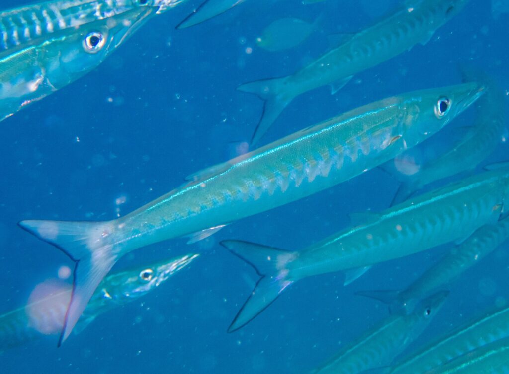 Un barracuda à chevrons au corps bleu argenté, les flancs marqués de bandes en V, file en diagonale vers la droite au milieu de son banc, dans une eau bleue chargée de particules