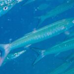 Un barracuda à chevrons au corps bleu argenté, les flancs marqués de bandes en V, file en diagonale vers la droite au milieu de son banc, dans une eau bleue chargée de particules