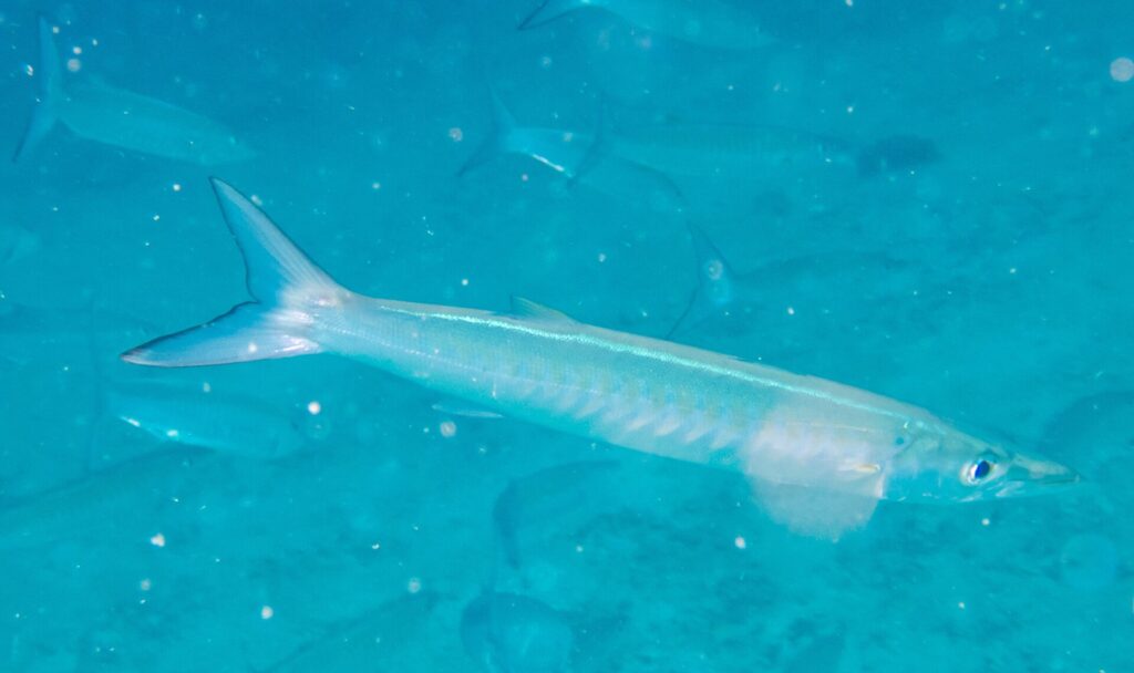 Un barracuda à chevrons pâle et argenté nage de profil vers la droite dans une eau turquoise laiteuse chargée de particules, d'autres silhouettes du banc estompées derrière lui