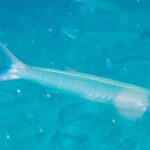 Un barracuda à chevrons pâle et argenté nage de profil vers la droite dans une eau turquoise laiteuse chargée de particules, d'autres silhouettes du banc estompées derrière lui
