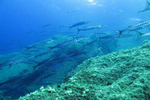 Un banc serré de barracudas argentés rayés de bandes sombres nage de gauche à droite au-dessus d'une pente rocheuse couverte d'algues vertes, dans une eau bleue éclairée par la surface.
