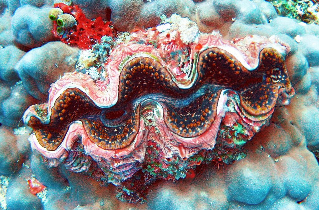Un bénitier au manteau ondulé rose, brun et bleu, bordé de points orange, encastré dans un corail massif gris-bleu, avec une éponge rouge et des ascidies vertes