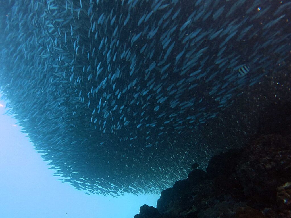 Vu d'en dessous, un banc de sardines resserré en masse compacte au-dessus du récif sombre, un poisson-sergent rayé sur sa droite et le bleu clair du large en bas à gauche.