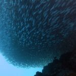 Vu d'en dessous, un banc de sardines resserré en masse compacte au-dessus du récif sombre, un poisson-sergent rayé sur sa droite et le bleu clair du large en bas à gauche.