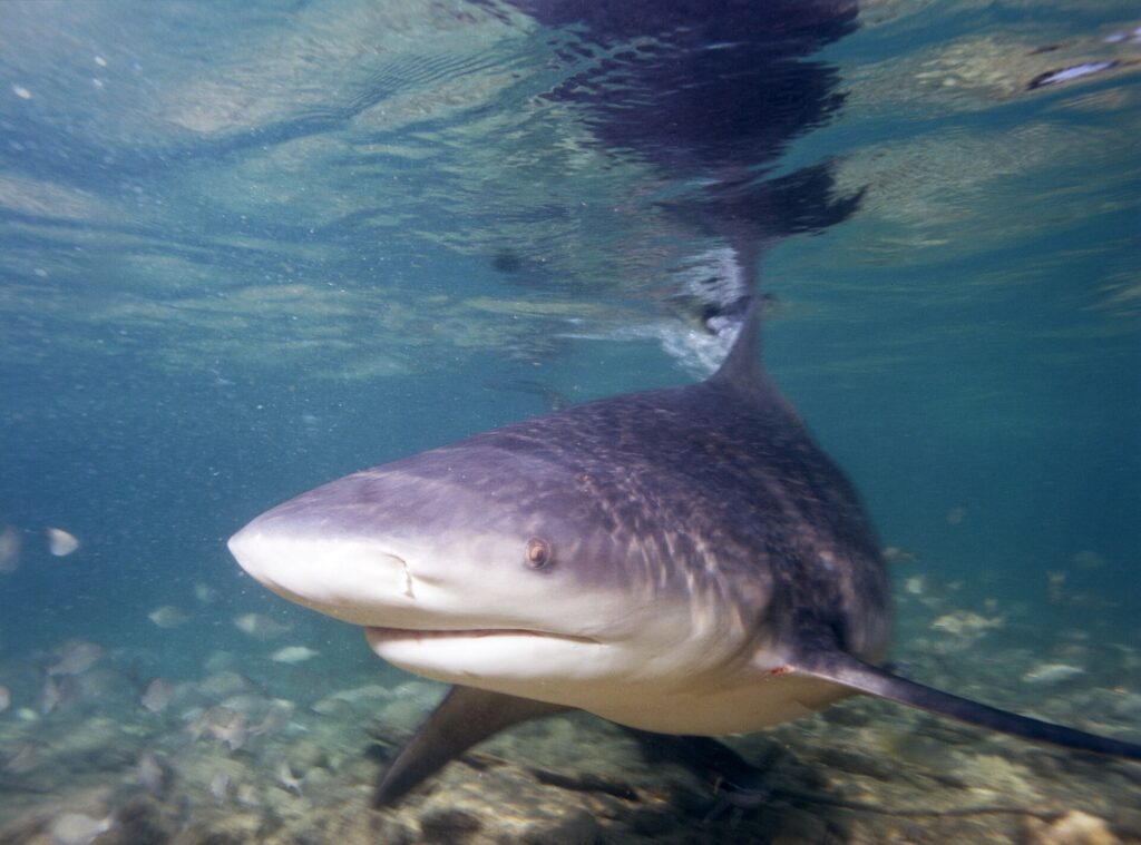 Un requin-bouledogue de trois quarts face s'approche de l'objectif en eau très peu profonde, museau large et arrondi, la dorsale touchant la surface où il se reflète, au-dessus d'un fond de sable et de débris.
