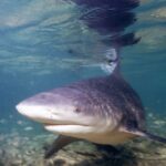 Un requin-bouledogue de trois quarts face s'approche de l'objectif en eau très peu profonde, museau large et arrondi, la dorsale touchant la surface où il se reflète, au-dessus d'un fond de sable et de débris.