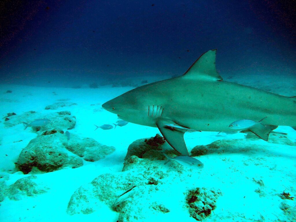 Un requin-bouledogue de profil glisse vers la gauche au ras d'un fond de sable blanc parsemé de roches, un rémora sous la nageoire pectorale et quelques poissons argentés autour de lui, sous une eau bleu sombre.