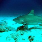 Un requin-bouledogue de profil glisse vers la gauche au ras d'un fond de sable blanc parsemé de roches, un rémora sous la nageoire pectorale et quelques poissons argentés autour de lui, sous une eau bleu sombre.